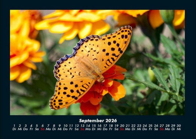 Produktbild: Bunte Pracht der Schmetterlinge 2026 Fotokalender DIN A4