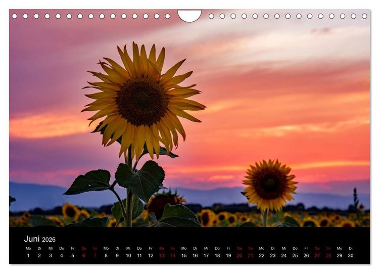 Produktbild: Blumen der Sonne (Wandkalender 2026 DIN A4 quer), CALVENDO Monatskalender