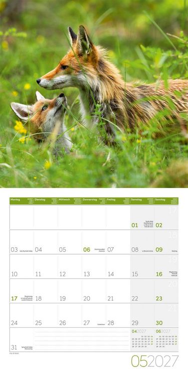 Produktbild: F&uuml;chse Kalender 2027 - 30x30 - Art12