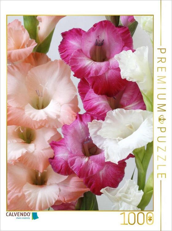 Produktbild: CALVENDO Puzzle Gladiolen | 1000 Teile Lege-Gr&ouml;&szlig;e 64x48cm Foto-Puzzle f&uuml;r gl&uuml;ckliche Stunden