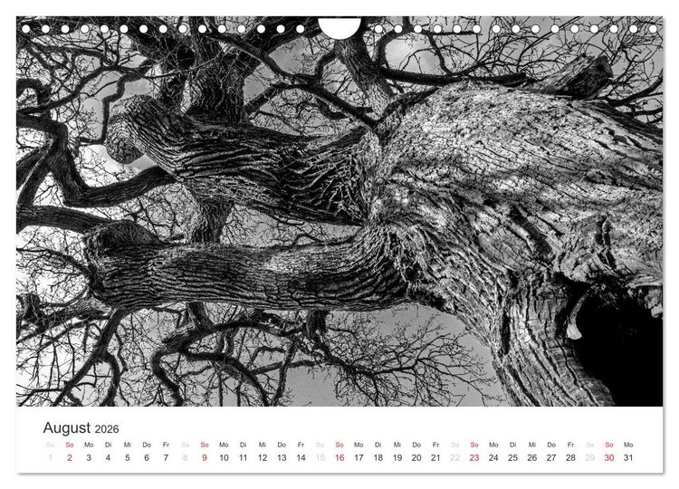 Produktbild: B&auml;ume - Natursch&ouml;nheiten in schwarz-wei&szlig; (Wandkalender 2026 DIN A4 quer), CALVENDO Monatskalender