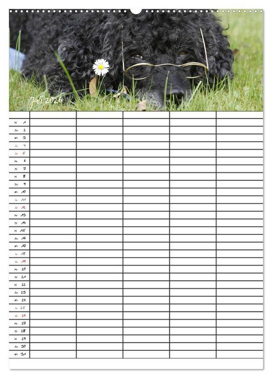 Produktbild: Der Pudel-Familienplaner (hochwertiger Premium Wandkalender 2026 DIN A2 hoch), Kunstdruck in Hochglanz