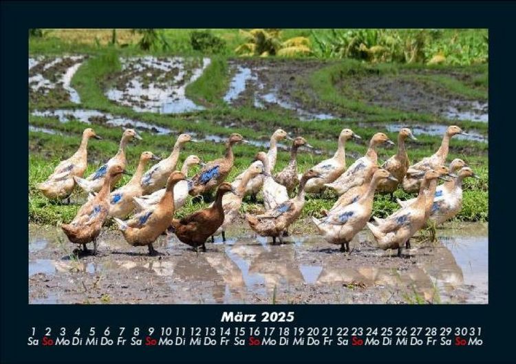 Produktbild: Enten 2025 Fotokalender DIN A5