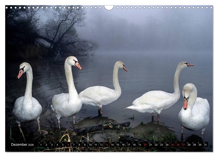 Produktbild: SCHW&Auml;NE. (Wandkalender 2026 DIN A3 quer), CALVENDO Monatskalender