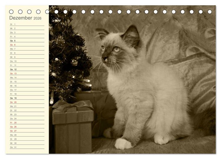 Produktbild: Oma's Katzenkalender 2026 (Tischkalender 2026 DIN A5 quer), CALVENDO Monatskalender