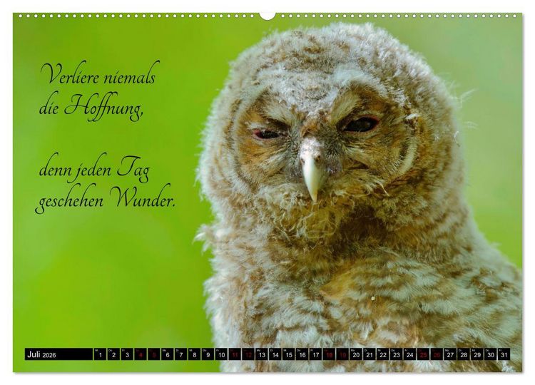 Produktbild: der Waldkauz - Strix Aluco (hochwertiger Premium Wandkalender 2026 DIN A2 quer), Kunstdruck in Hochglanz