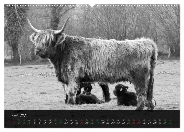 Produktbild: Highland Cattle vom Nordlicht - Faszination Hochland Rind (Wandkalender 2026 DIN A2 quer), CALVENDO Monatskalender