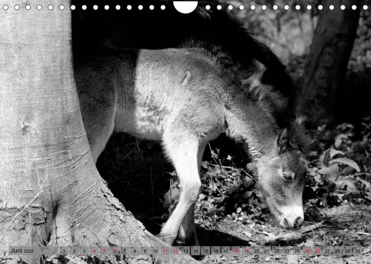 Produktbild: Die letzten Wildpferde Exmoor Ponys (Wandkalender 2022 DIN A4 quer)