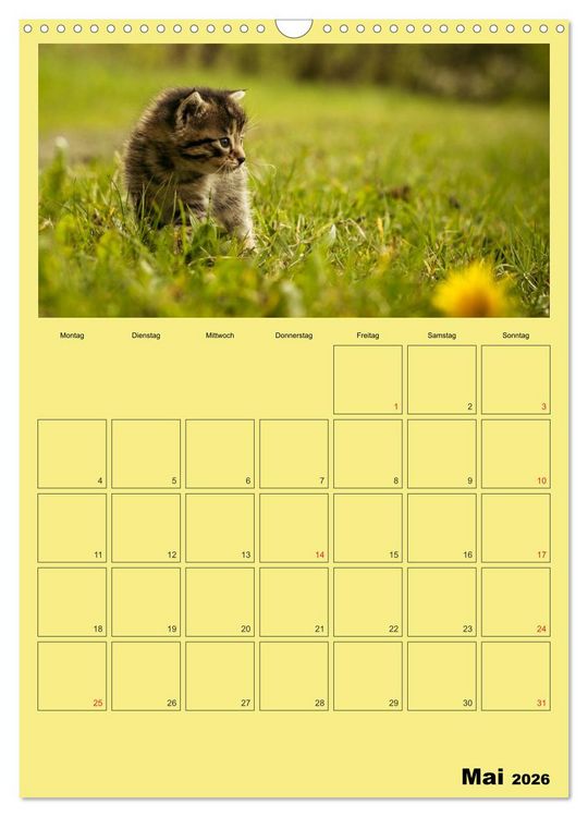 Produktbild: Mit Katzen durchs Jahr / Planer (Wandkalender 2026 DIN A3 hoch), CALVENDO Monatskalender