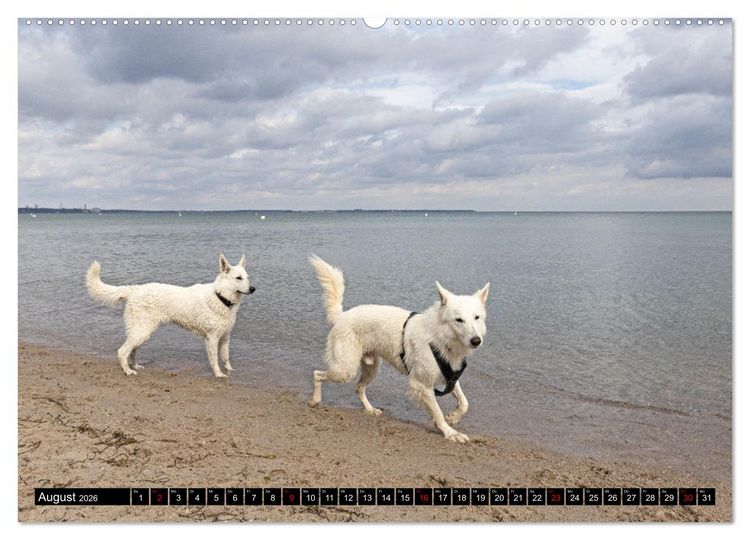 Produktbild: Berger Blanc Suisse - Weggef&auml;hrten auf 4 Pfoten (hochwertiger Premium Wandkalender 2026 DIN A2 quer), Kunstdruck in Hochglanz