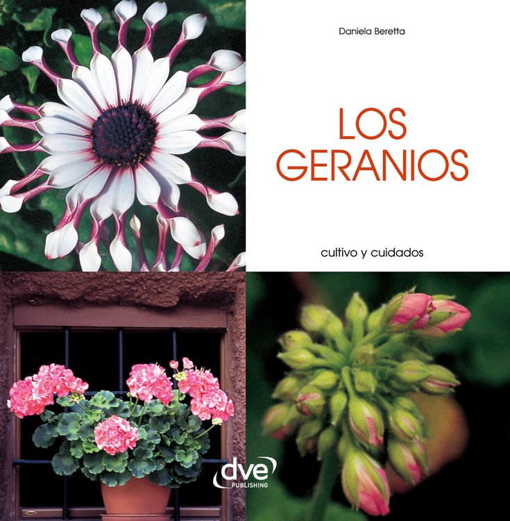 Produktbild: Los geranios - Cultivo y cuidados