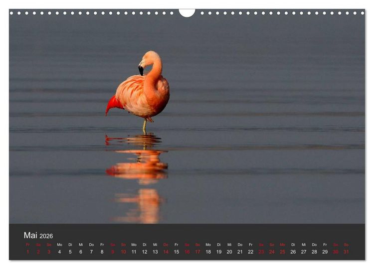 Produktbild: Pretty Flamingo (Wandkalender 2026 DIN A3 quer), CALVENDO Monatskalender