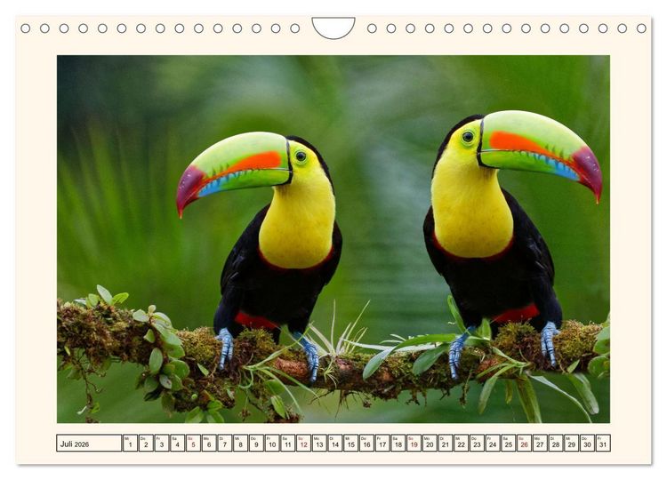 Produktbild: Tukane - Clowns im Dschungel (Wandkalender 2026 DIN A4 quer), CALVENDO Monatskalender