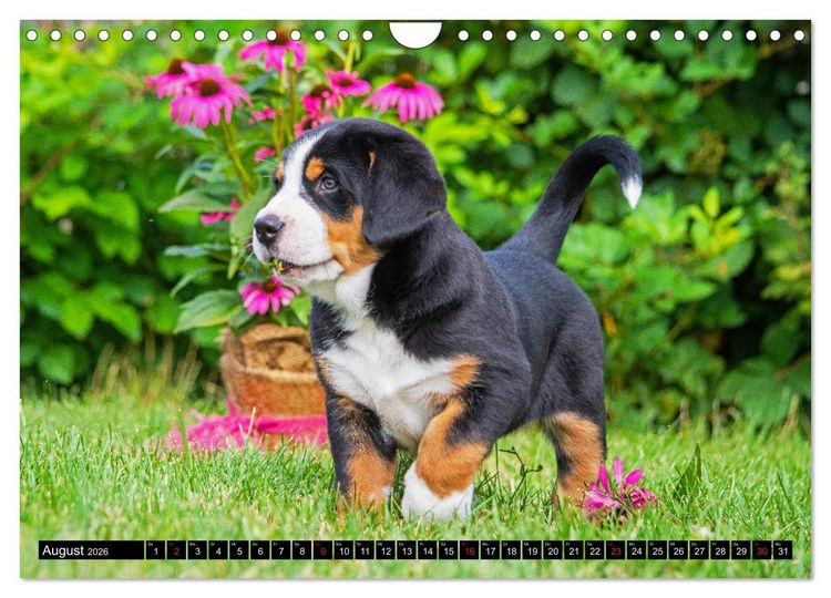 Produktbild: Ein Hund zum Verlieben - Gro&szlig;er Schweizer Sennenhund (Wandkalender 2026 DIN A4 quer), CALVENDO Monatskalender