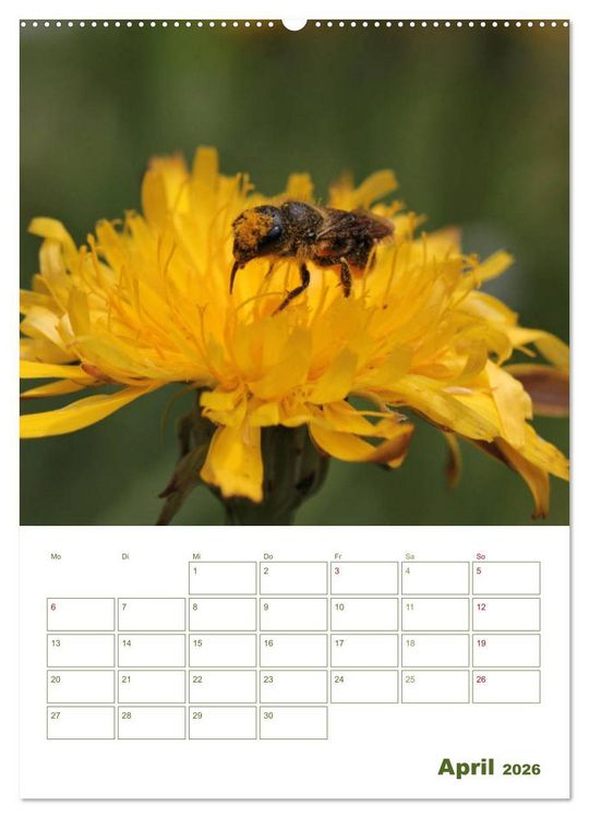 Produktbild: Wildbienen-Terminplaner 2026 (Wandkalender 2026 DIN A2 hoch), CALVENDO Monatskalender