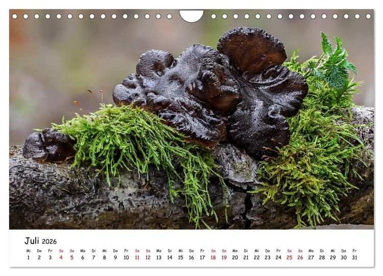 Produktbild: Pilzgalerie - Die bunte Welt der Baumpilze (Wandkalender 2026 DIN A4 quer), CALVENDO Monatskalender