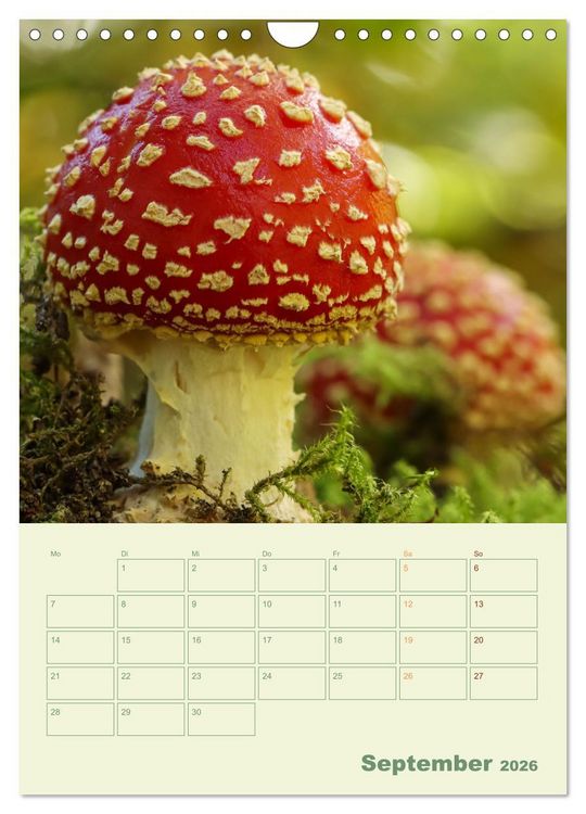 Produktbild: Waldmomente (Wandkalender 2026 DIN A4 hoch), CALVENDO Monatskalender