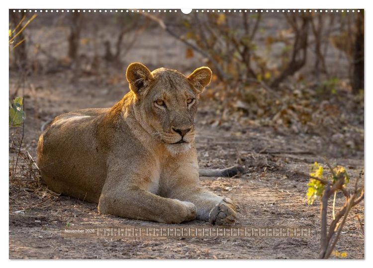 Produktbild: Sambias gro&szlig;artige Tierwelt (Wandkalender 2026 DIN A2 quer), CALVENDO Monatskalender