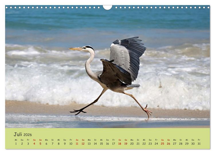 Produktbild: Gefiederte Sch&ouml;nheiten Ostafrikas (Wandkalender 2026 DIN A3 quer), CALVENDO Monatskalender
