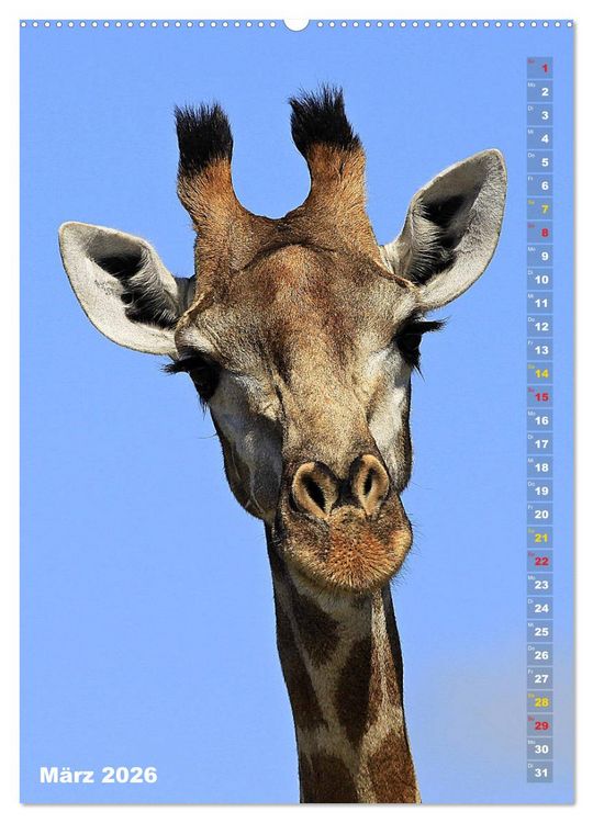Produktbild: Giraffen - Anmut und Sanftheit (Wandkalender 2026 DIN A2 hoch), CALVENDO Monatskalender