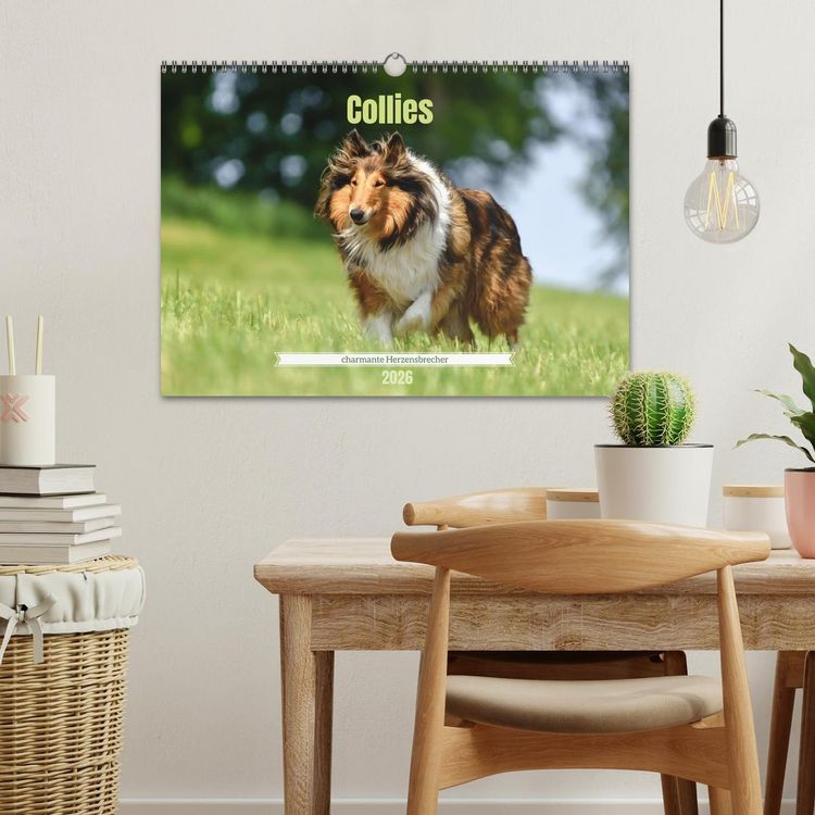 Produktbild: Collies - charmante Herzensbrecher (Wandkalender 2026 DIN A3 quer), CALVENDO Monatskalender