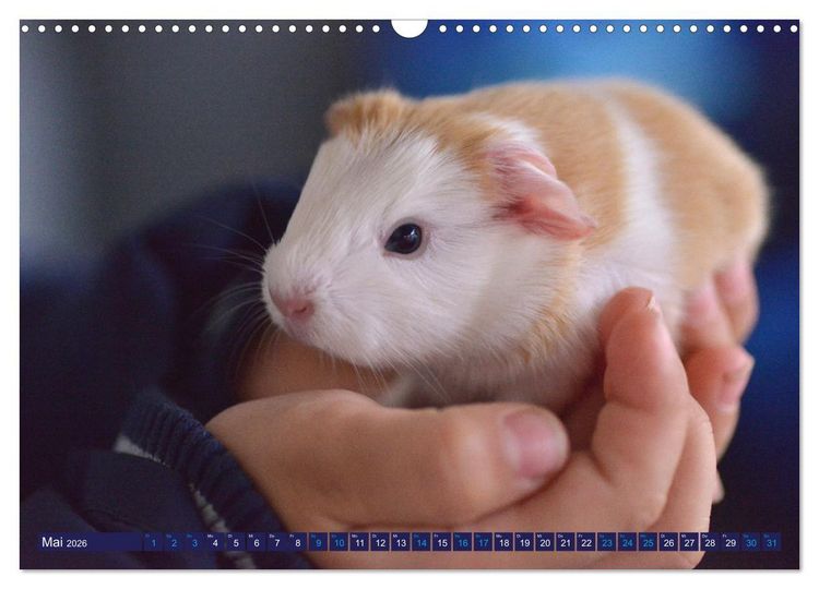 Produktbild: BABY Meerschweinchen Traumhaft s&uuml;&szlig; (Wandkalender 2026 DIN A3 quer), CALVENDO Monatskalender