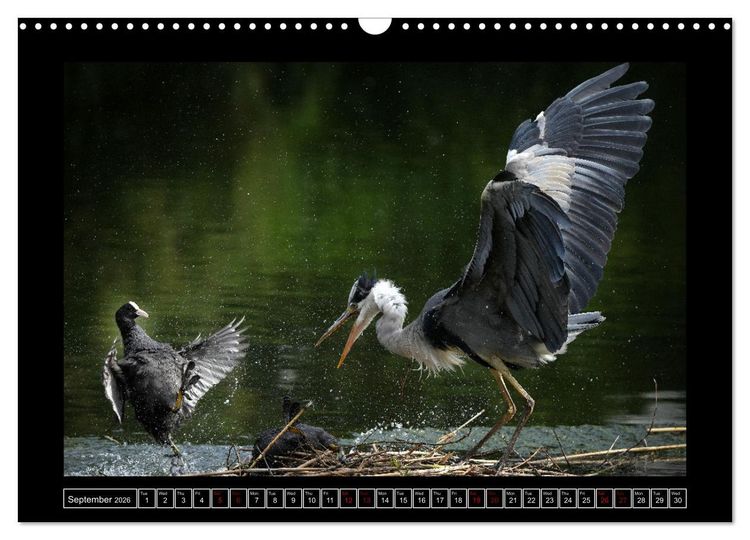 Produktbild: Denis, M: Heron parade (Wall Calendar 2026 DIN A3 landscape)