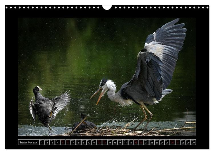 Produktbild: The heron parade (Wall Calendar 2026 DIN A3 landscape), CALVENDO 12 Month Wall Calendar