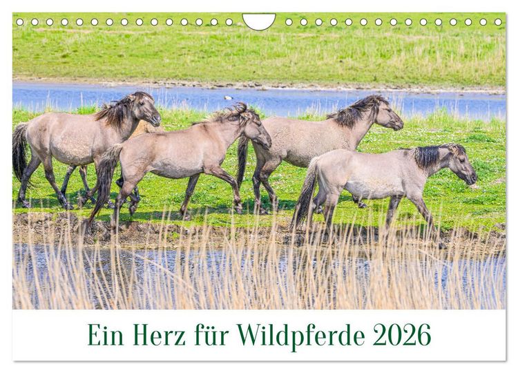 Produktbild: Ein Herz f&uuml;r Wildpferde (Wandkalender 2026 DIN A4 quer), CALVENDO Monatskalender