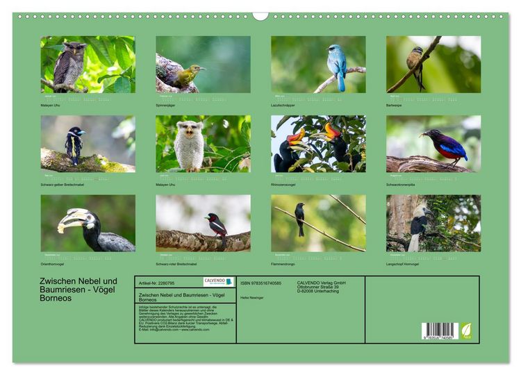 Produktbild: Zwischen Nebel und Baumriesen - V&ouml;gel Borneos (Wandkalender 2026 DIN A2 quer), CALVENDO Monatskalender