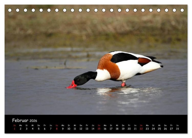 Produktbild: V&ouml;gel der Nordseek&uuml;ste (Tischkalender 2026 DIN A5 quer), CALVENDO Monatskalender