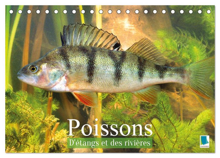 Produktbild: Poissons : d'&eacute;tangs et des rivi&egrave;res (Calendrier de bureau 2027 DIN A5 vertical), CALVENDO calendrier mensuel