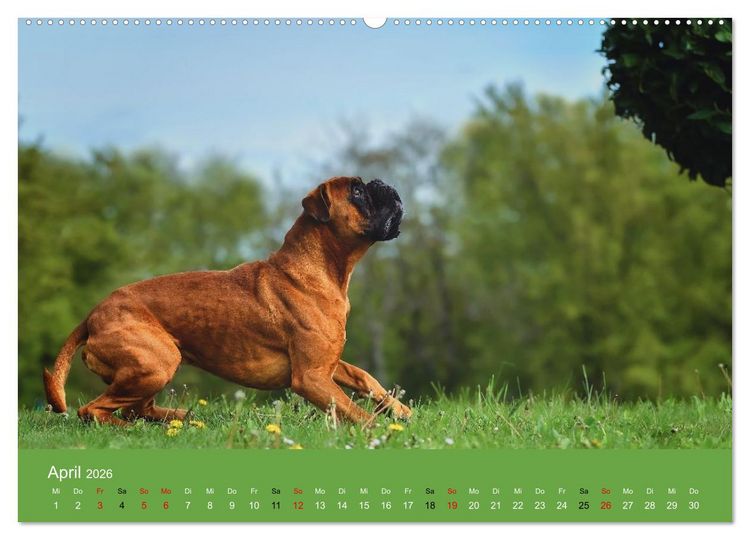 Produktbild: Boxer - charmante Herzensbrecher (Wandkalender 2026 DIN A2 quer), CALVENDO Monatskalender
