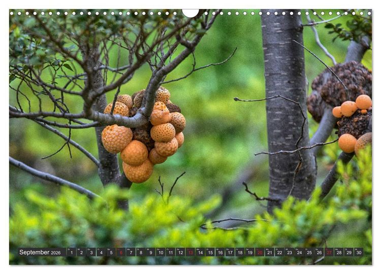 Produktbild: Traumwelt Chile (Wandkalender 2026 DIN A3 quer), CALVENDO Monatskalender