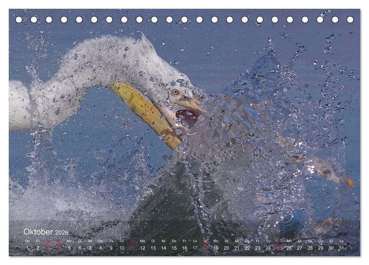 Produktbild: Pelikan-Kalender (Tischkalender 2026 DIN A5 quer), CALVENDO Monatskalender