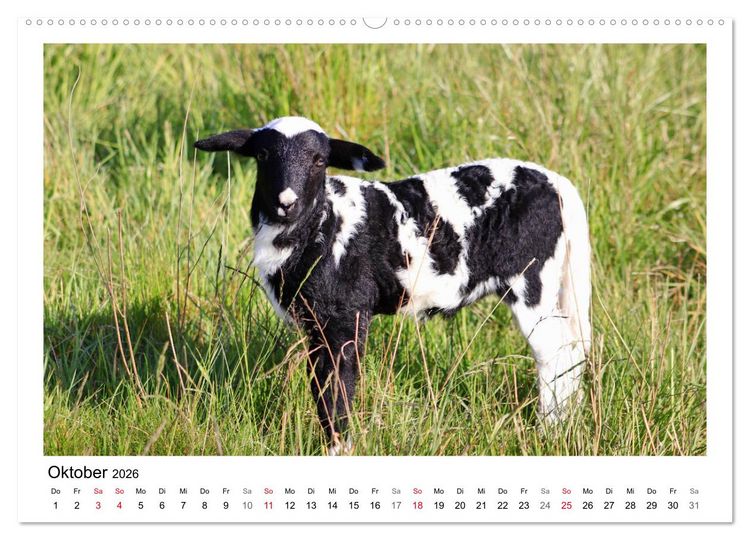 Produktbild: Sch&auml;fchen z&auml;hlen - Mit Schafen durchs Jahr (hochwertiger Premium Wandkalender 2026 DIN A2 quer), Kunstdruck in Hochglanz