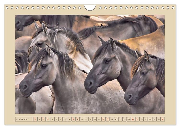 Produktbild: D&uuml;lmener Wildpferde im M&uuml;nsterland (Wandkalender 2026 DIN A4 quer), CALVENDO Monatskalender