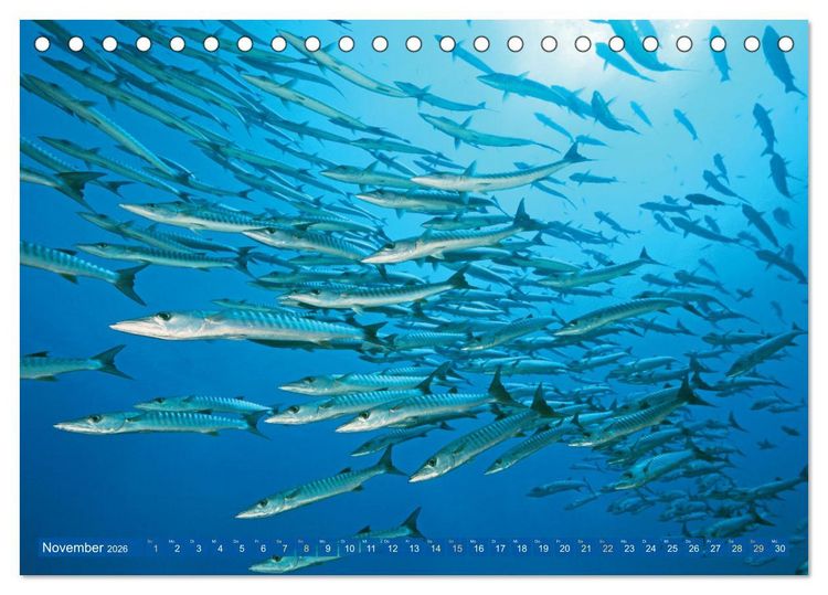 Produktbild: Tauchen: Wunderbares tiefblaues Meer (Tischkalender 2026 DIN A5 quer), CALVENDO Monatskalender