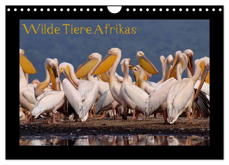 Produktbild: Wilde Tiere Afrikas (Wandkalender 2026 DIN A4 quer), CALVENDO Monatskalender