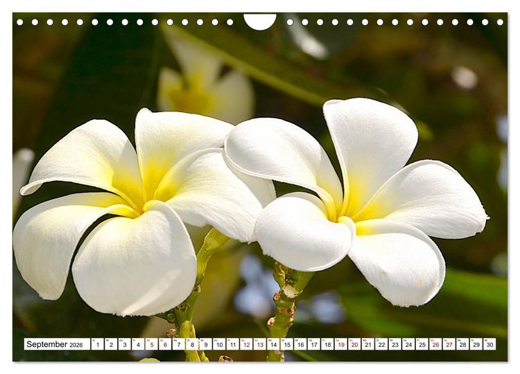 Produktbild: Rarotonga - Trauminsel im S&uuml;dpazifik. (Wandkalender 2026 DIN A4 quer), CALVENDO Monatskalender