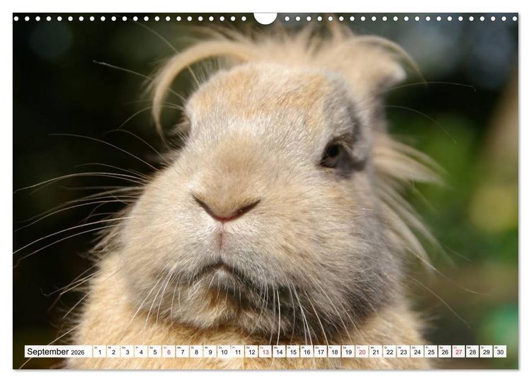 Produktbild: Kaninchen und Hasen (Wandkalender 2026 DIN A3 quer), CALVENDO Monatskalender