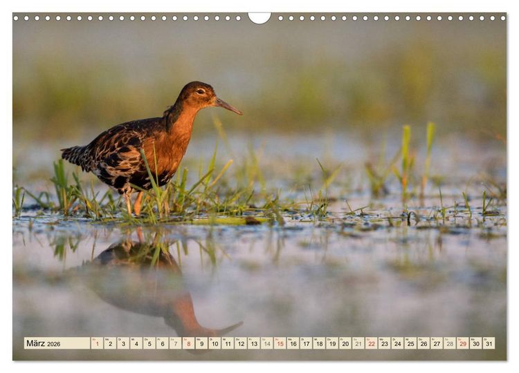 Produktbild: Niedersachsens Natur (Wandkalender 2026 DIN A3 quer), CALVENDO Monatskalender