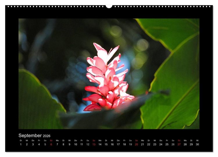 Produktbild: Aloha Bl&uuml;tenzauber aus Hawaii (hochwertiger Premium Wandkalender 2026 DIN A2 quer), Kunstdruck in Hochglanz