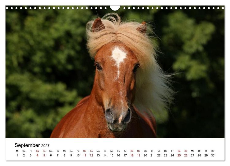 Produktbild: Pferde - im Galopp durch's Jahr 2027 (Wandkalender 2027 DIN A3 quer), CALVENDO Monatskalender