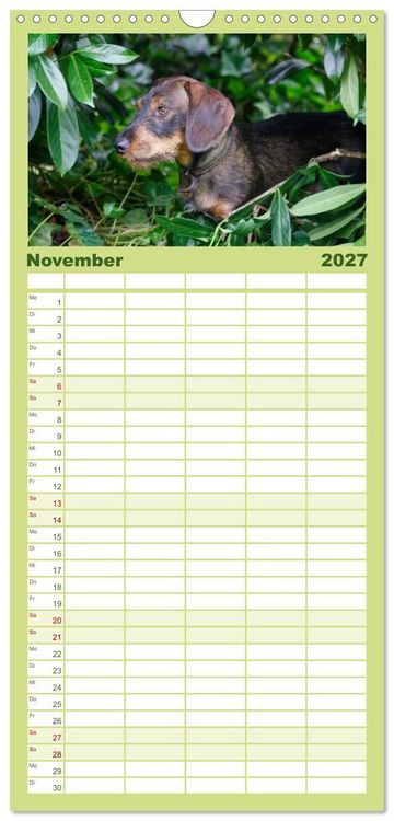 Produktbild: Familienplaner 2027 - Liebenswerte Rabauken - Rauhaardackel mit 5 Spalten (Wandkalender, 21 x 45 cm) CALVENDO