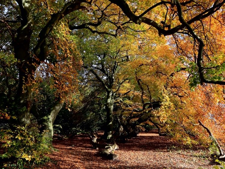 Produktbild: CALVENDO Puzzle Die S&uuml;ntelbuchenallee von Bad Nenndorf im Oktober | 1000 Teile Lege-Gr&ouml;&szlig;e 64x48cm Foto-Puzzle f&uuml;r gl&uuml;ckliche Stunden