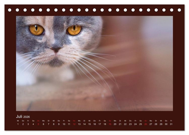 Produktbild: Britisch Kurzhaar Katzen - Poesie f&uuml;rs Auge (Tischkalender 2026 DIN A5 quer), CALVENDO Monatskalender