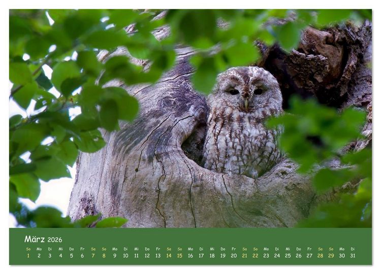 Produktbild: geliebte Waldgeister (Wandkalender 2026 DIN A2 quer), CALVENDO Monatskalender