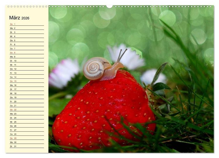 Produktbild: Schnecken. Witzige Schleimer (Wandkalender 2026 DIN A2 quer), CALVENDO Monatskalender
