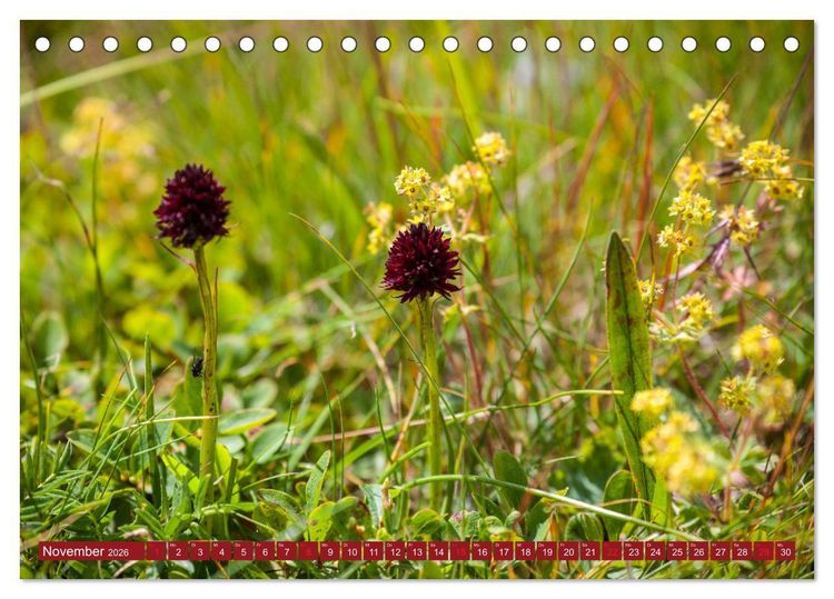 Produktbild: Meine sch&ouml;nsten Alpenblumen (Tischkalender 2026 DIN A5 quer), CALVENDO Monatskalender